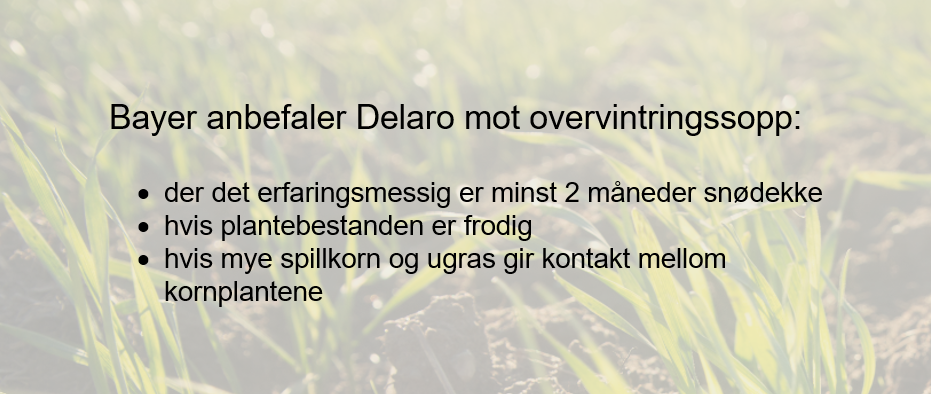 Delaro om høsten